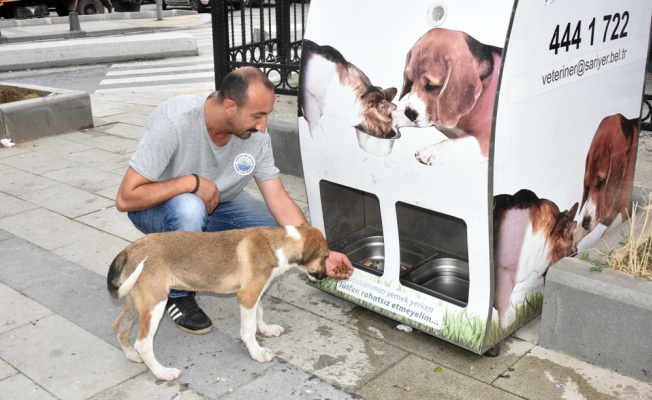 Belediye sokak hayvanlarına sahip çıkıyor