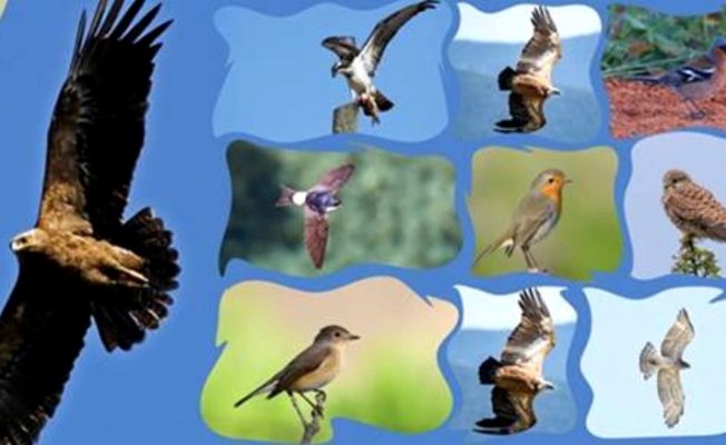 İBB'den Göçmen Kuşlar Etkinliği