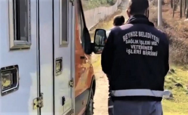 Beykoz Belediyesi Sarıyer’de suçüstü yakalandı