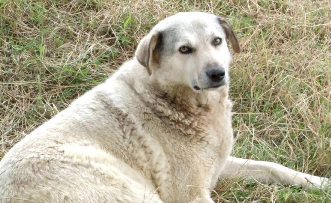 Sarıyer’de köpek için mahalleli seferber oldu